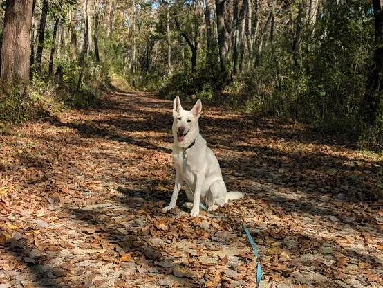 A white dog sits on a leaf-covered forest path.